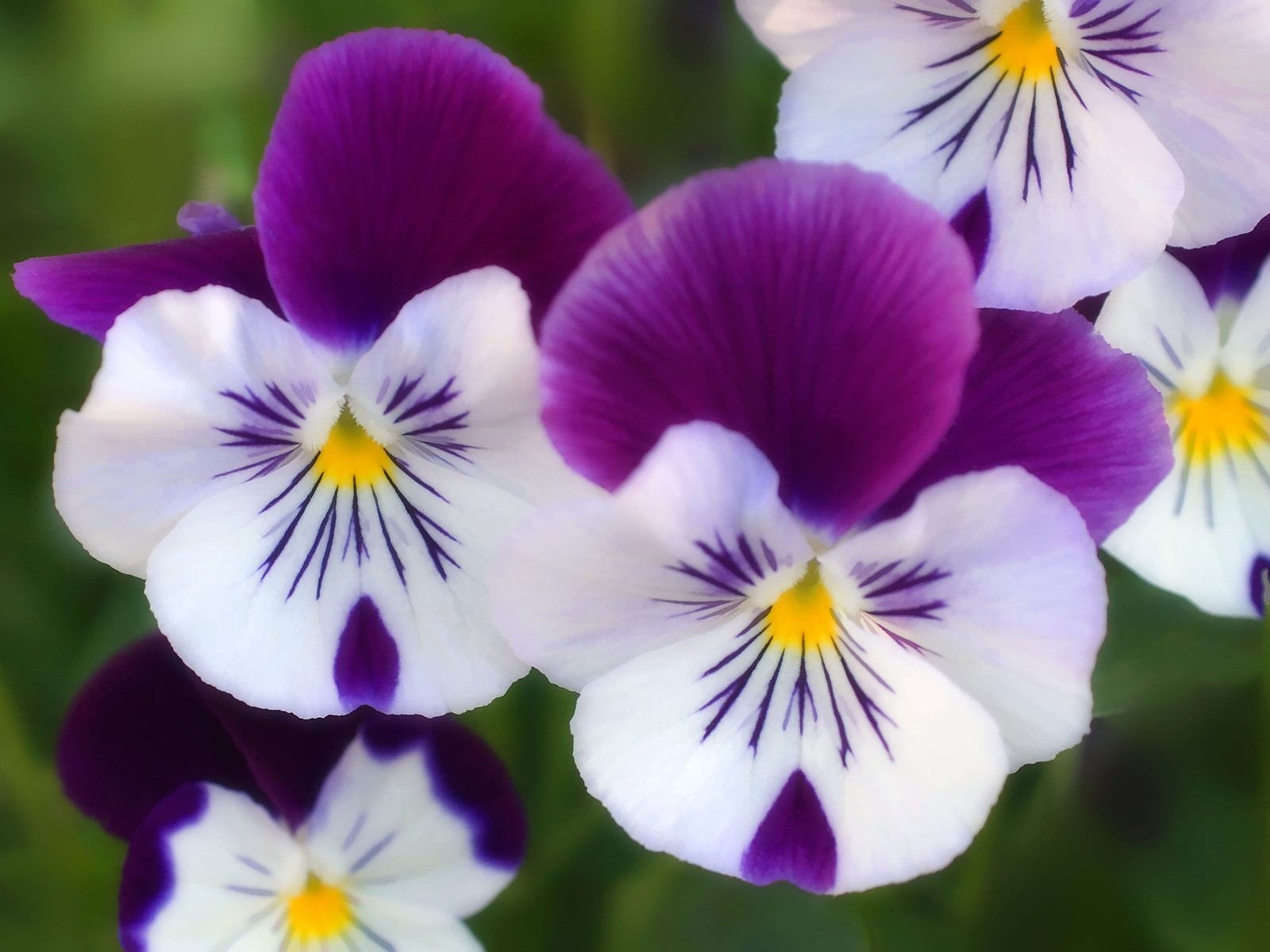 404965-images-of-flower-purple-color